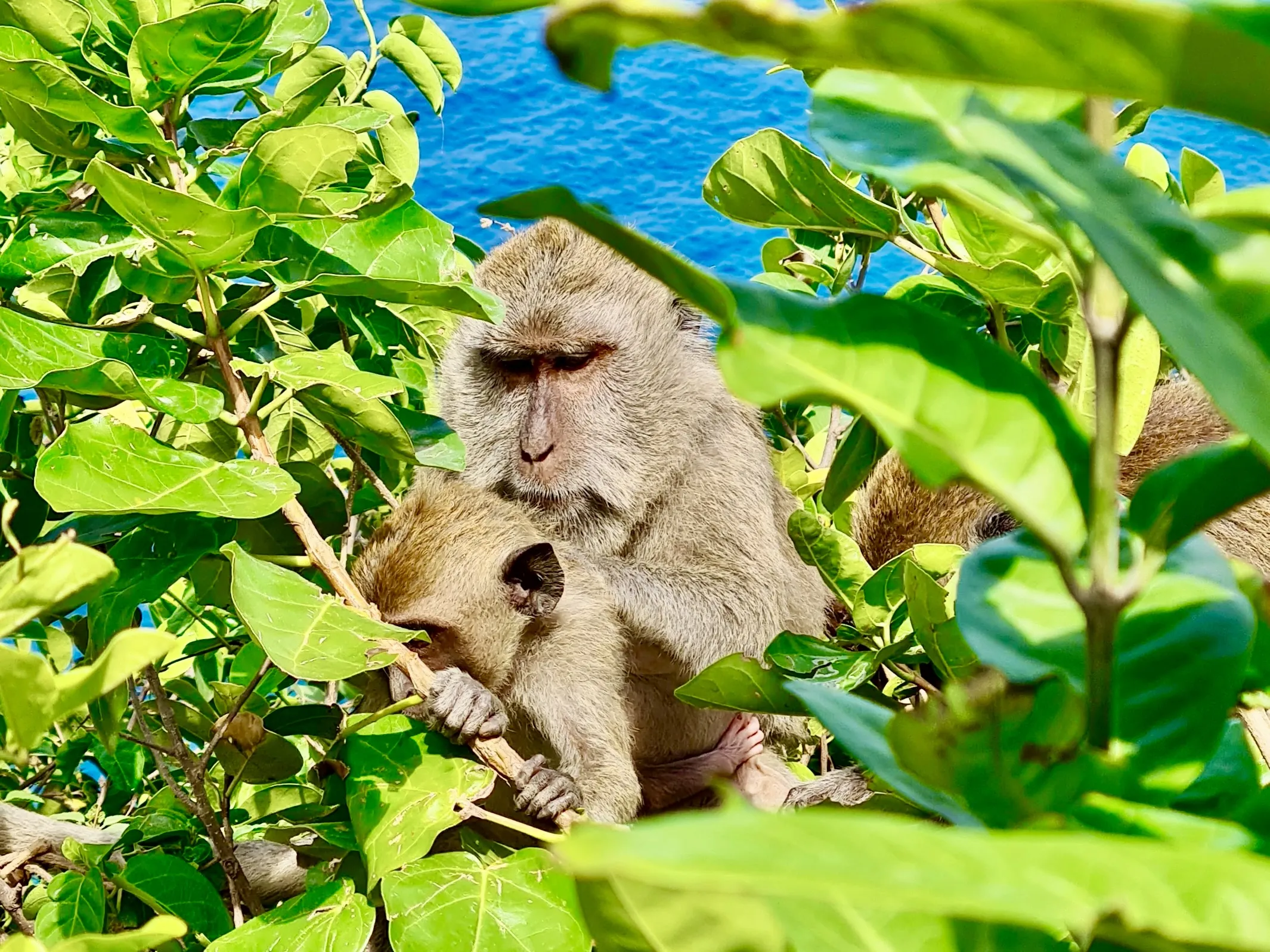 Bali (Indonesië)